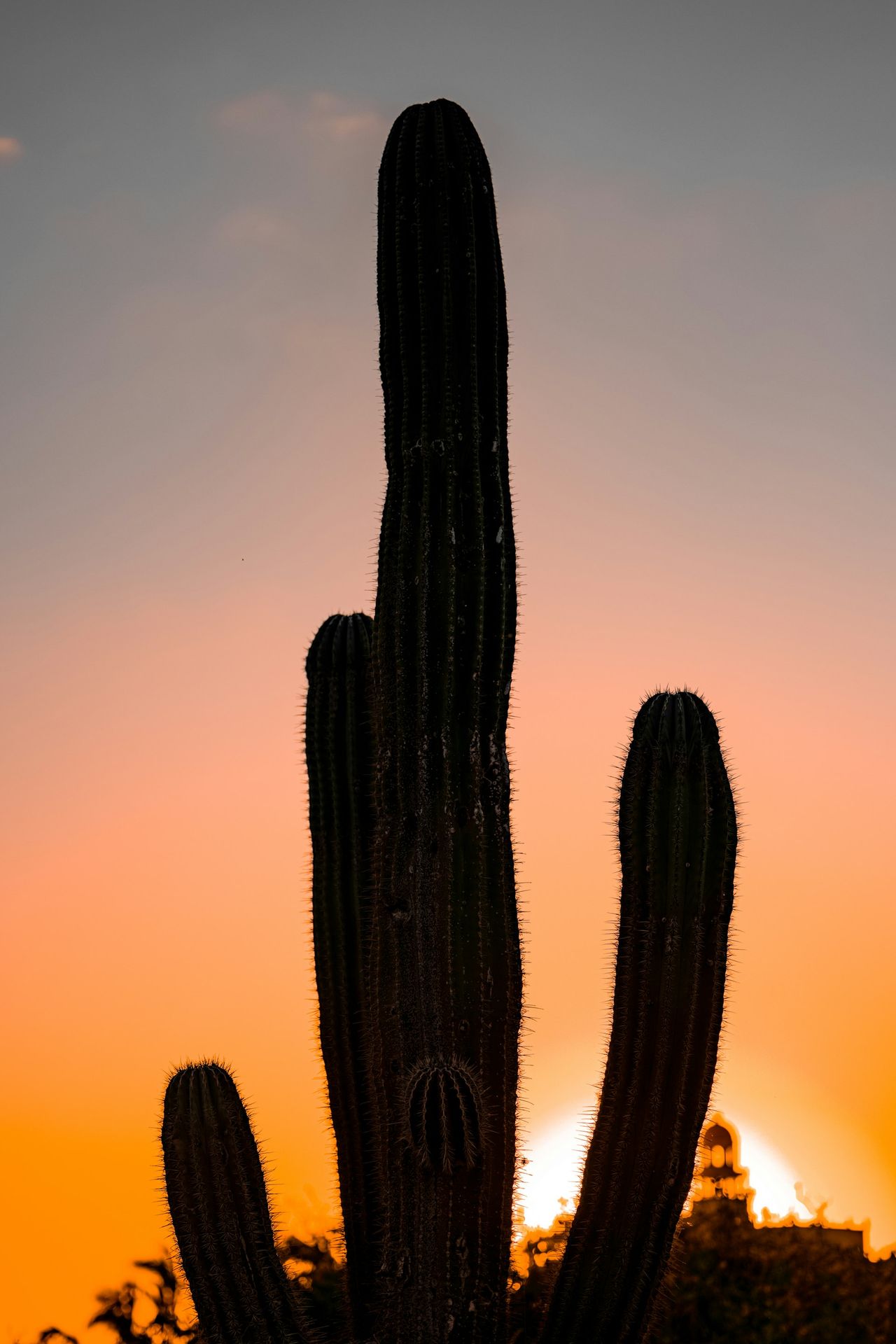 a tall cactus with a sunset in the background